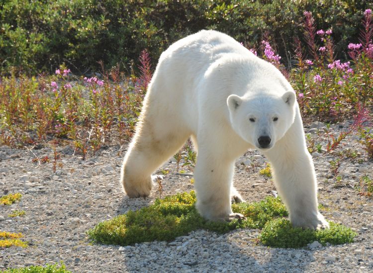 Les meilleures destinations au Canada pour observer les aurores boréales